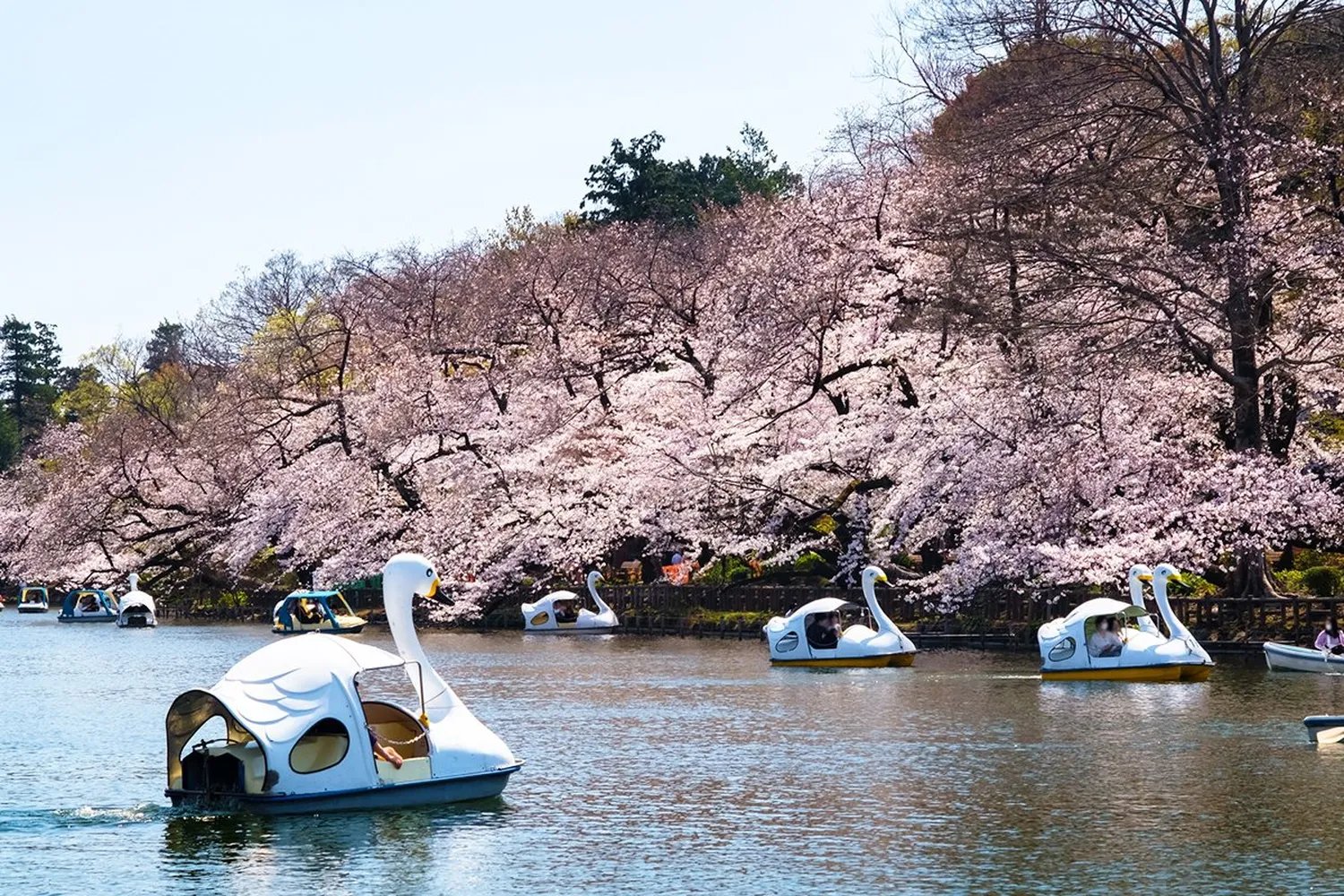 🏞️ 가타쿠라 성터 공원 (카타쿠라조세키코엔) 이미지 6